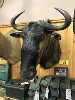 TIMED ONLINE AUCTION TAXIDERMY, FIREARMS, AMMO, HUNTING SUPPLIES, ETC  Auction Photo
