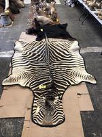 TIMED ONLINE AUCTION TAXIDERMY, FIREARMS, AMMO, HUNTING SUPPLIES, ETC  Auction Photo