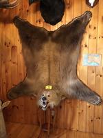 TIMED ONLINE AUCTION TAXIDERMY - ANTIQUES - COLLECTIBLES  Auction Photo