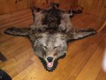 TIMED ONLINE AUCTION TAXIDERMY - ANTIQUES - COLLECTIBLES  Auction Photo