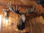 TIMED ONLINE AUCTION TAXIDERMY - ANTIQUES - COLLECTIBLES  Auction Photo
