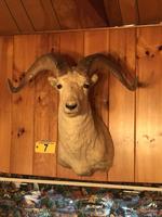 TIMED ONLINE AUCTION TAXIDERMY - ANTIQUES - COLLECTIBLES  Auction Photo