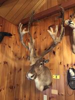 TIMED ONLINE AUCTION TAXIDERMY - ANTIQUES - COLLECTIBLES  Auction Photo