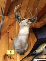 TIMED ONLINE AUCTION TAXIDERMY - ANTIQUES - COLLECTIBLES  Auction Photo