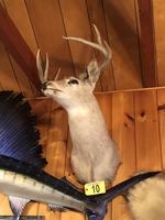 TIMED ONLINE AUCTION TAXIDERMY - ANTIQUES - COLLECTIBLES  Auction Photo