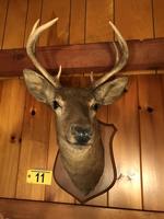 TIMED ONLINE AUCTION TAXIDERMY - ANTIQUES - COLLECTIBLES  Auction Photo