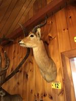TIMED ONLINE AUCTION TAXIDERMY - ANTIQUES - COLLECTIBLES  Auction Photo