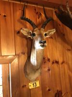 TIMED ONLINE AUCTION TAXIDERMY - ANTIQUES - COLLECTIBLES  Auction Photo