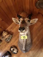 TIMED ONLINE AUCTION TAXIDERMY - ANTIQUES - COLLECTIBLES  Auction Photo
