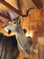 TIMED ONLINE AUCTION TAXIDERMY - ANTIQUES - COLLECTIBLES  Auction Photo