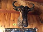 TIMED ONLINE AUCTION TAXIDERMY - ANTIQUES - COLLECTIBLES  Auction Photo