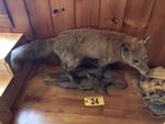 TIMED ONLINE AUCTION TAXIDERMY - ANTIQUES - COLLECTIBLES  Auction Photo