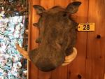 TIMED ONLINE AUCTION TAXIDERMY - ANTIQUES - COLLECTIBLES  Auction Photo