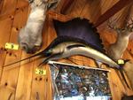 TIMED ONLINE AUCTION TAXIDERMY - ANTIQUES - COLLECTIBLES  Auction Photo