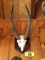 TIMED ONLINE AUCTION TAXIDERMY - ANTIQUES - COLLECTIBLES  Auction Photo