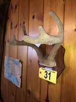 TIMED ONLINE AUCTION TAXIDERMY - ANTIQUES - COLLECTIBLES  Auction Photo
