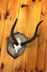 TIMED ONLINE AUCTION TAXIDERMY - ANTIQUES - COLLECTIBLES  Auction Photo