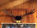 TIMED ONLINE AUCTION TAXIDERMY - ANTIQUES - COLLECTIBLES  Auction Photo