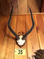 TIMED ONLINE AUCTION TAXIDERMY - ANTIQUES - COLLECTIBLES  Auction Photo