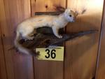 TIMED ONLINE AUCTION TAXIDERMY - ANTIQUES - COLLECTIBLES  Auction Photo