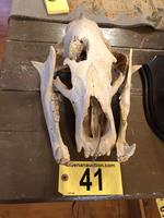 TIMED ONLINE AUCTION TAXIDERMY - ANTIQUES - COLLECTIBLES  Auction Photo