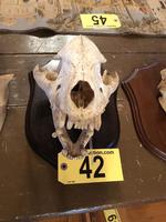 TIMED ONLINE AUCTION TAXIDERMY - ANTIQUES - COLLECTIBLES  Auction Photo