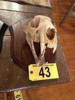 TIMED ONLINE AUCTION TAXIDERMY - ANTIQUES - COLLECTIBLES  Auction Photo