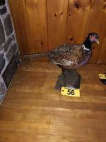 TIMED ONLINE AUCTION TAXIDERMY - ANTIQUES - COLLECTIBLES  Auction Photo