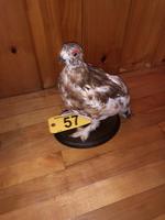 TIMED ONLINE AUCTION TAXIDERMY - ANTIQUES - COLLECTIBLES  Auction Photo