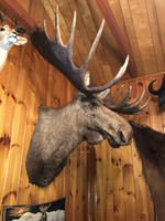 TIMED ONLINE AUCTION TAXIDERMY - ANTIQUES - COLLECTIBLES  Auction Photo