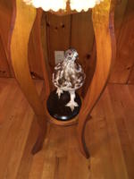 TIMED ONLINE AUCTION TAXIDERMY - ANTIQUES - COLLECTIBLES  Auction Photo