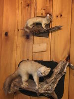 TIMED ONLINE AUCTION TAXIDERMY - ANTIQUES - COLLECTIBLES  Auction Photo