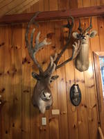TIMED ONLINE AUCTION TAXIDERMY - ANTIQUES - COLLECTIBLES  Auction Photo