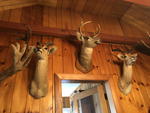 TIMED ONLINE AUCTION TAXIDERMY - ANTIQUES - COLLECTIBLES  Auction Photo