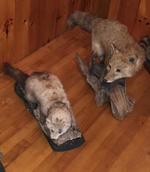 TIMED ONLINE AUCTION TAXIDERMY - ANTIQUES - COLLECTIBLES  Auction Photo