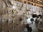 TIMED ONLINE AUCTION TAXIDERMY, FURNITURE, MUSICAL INSTRUMENTS Auction Photo