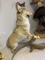 TIMED ONLINE AUCTION TAXIDERMY, FURNITURE, MUSICAL INSTRUMENTS Auction Photo