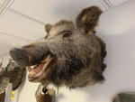 TIMED ONLINE AUCTION TAXIDERMY, FURNITURE, MUSICAL INSTRUMENTS Auction Photo