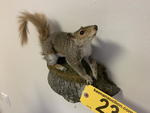 TIMED ONLINE AUCTION TAXIDERMY, FURNITURE, MUSICAL INSTRUMENTS Auction Photo