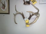 TIMED ONLINE AUCTION TAXIDERMY, FURNITURE, MUSICAL INSTRUMENTS Auction Photo