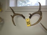 TIMED ONLINE AUCTION TAXIDERMY, FURNITURE, MUSICAL INSTRUMENTS Auction Photo