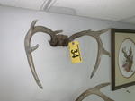 TIMED ONLINE AUCTION TAXIDERMY, FURNITURE, MUSICAL INSTRUMENTS Auction Photo