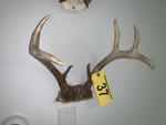 TIMED ONLINE AUCTION TAXIDERMY, FURNITURE, MUSICAL INSTRUMENTS Auction Photo