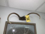 TIMED ONLINE AUCTION TAXIDERMY, FURNITURE, MUSICAL INSTRUMENTS Auction Photo