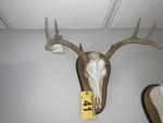 TIMED ONLINE AUCTION TAXIDERMY, FURNITURE, MUSICAL INSTRUMENTS Auction Photo
