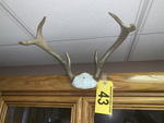 TIMED ONLINE AUCTION TAXIDERMY, FURNITURE, MUSICAL INSTRUMENTS Auction Photo