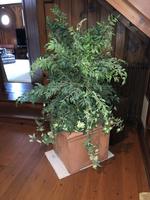 TIMED ONLINE AUCTION  YAMAHA BABY GRAND PIANO - FURNITURE - SILVER Auction Photo