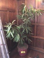 TIMED ONLINE AUCTION  YAMAHA BABY GRAND PIANO - FURNITURE - SILVER Auction Photo