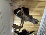 PUBLIC TIMED ONLINE AUCTION TAXIDERMY COLLECTION, BEAR, MOOSE, DEER Auction Photo