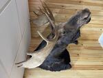 PUBLIC TIMED ONLINE AUCTION TAXIDERMY COLLECTION, BEAR, MOOSE, DEER Auction Photo
